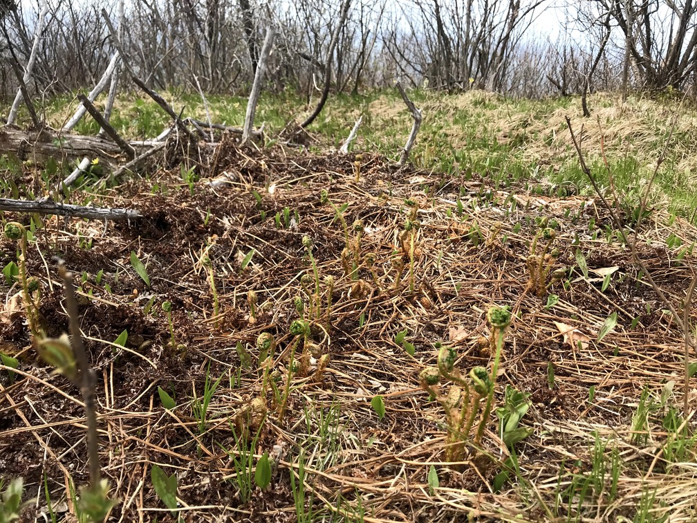 Field of fiddlehead ferns